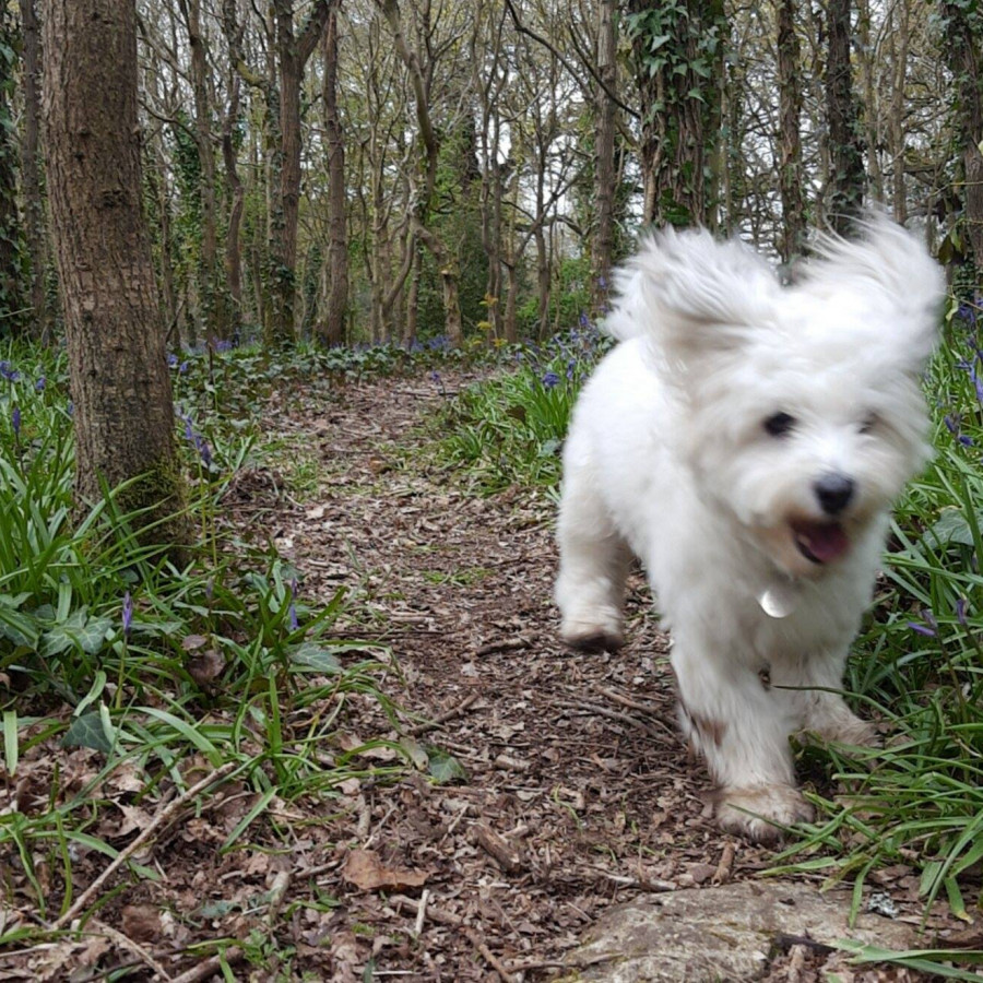 Royal Victoria Country Park