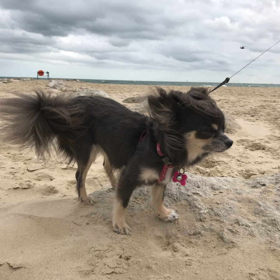 Peanut feeling a little windy! @peanutchi_