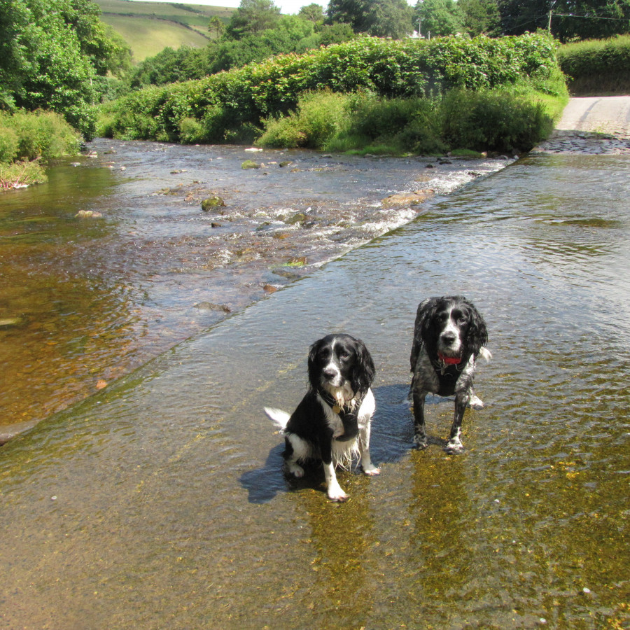 Badger & Oliver