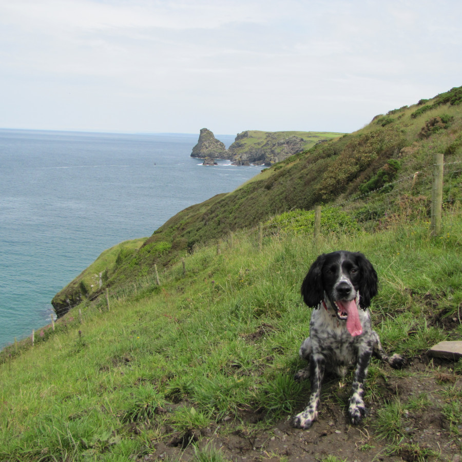 Bossiney Haven Coastline