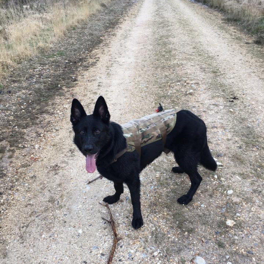 Walking in Dorset