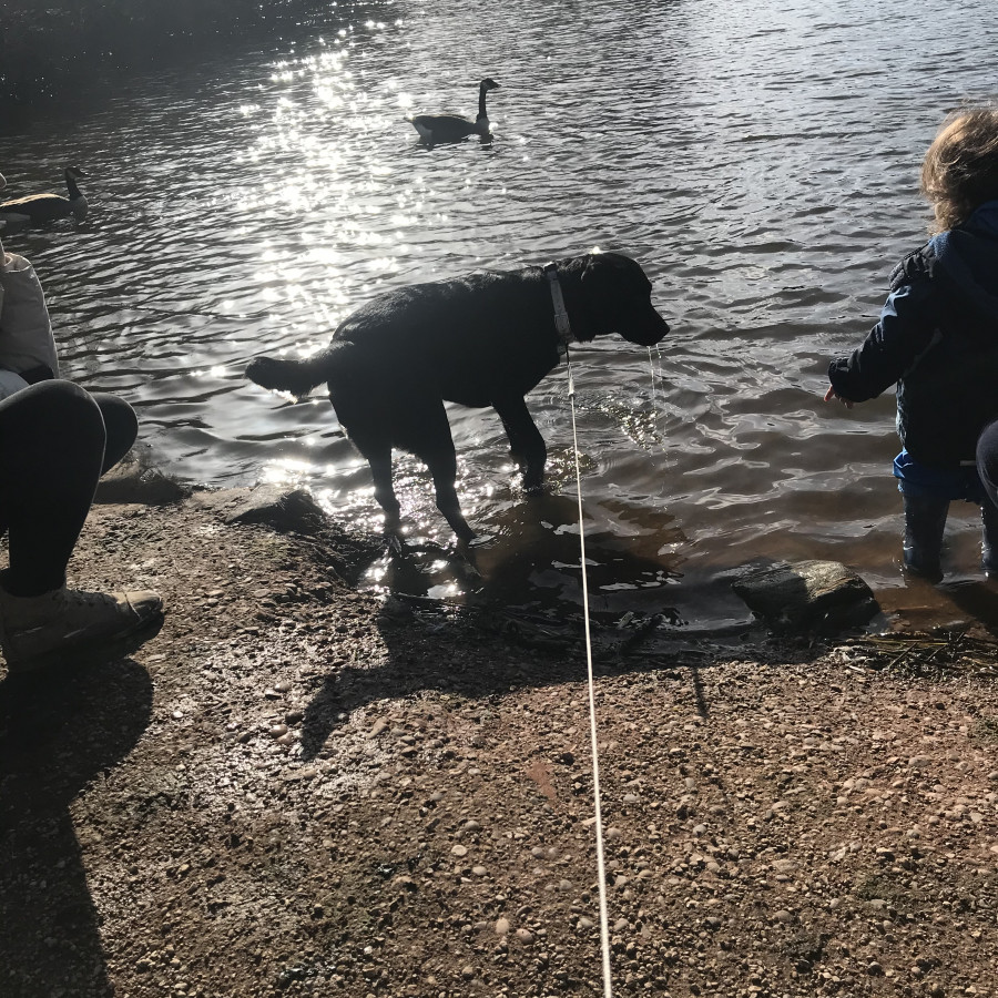 Dog paddling in the lake