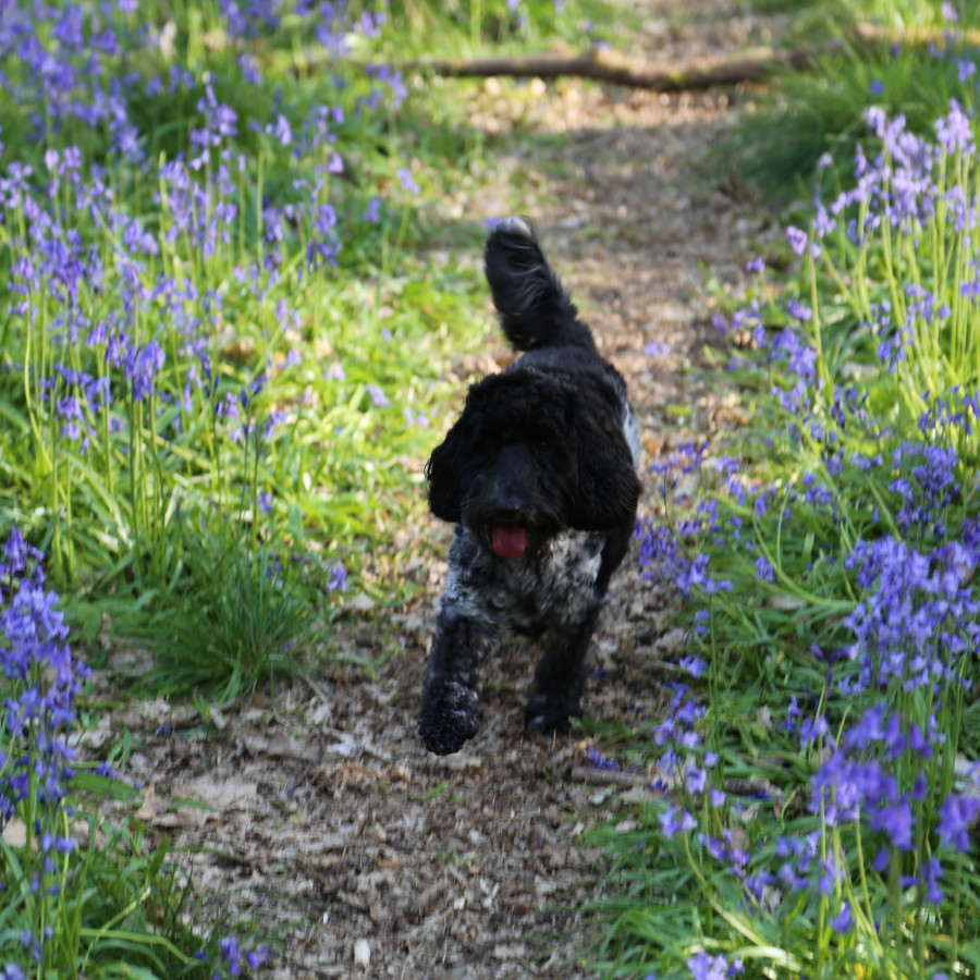 Ashridge Estate