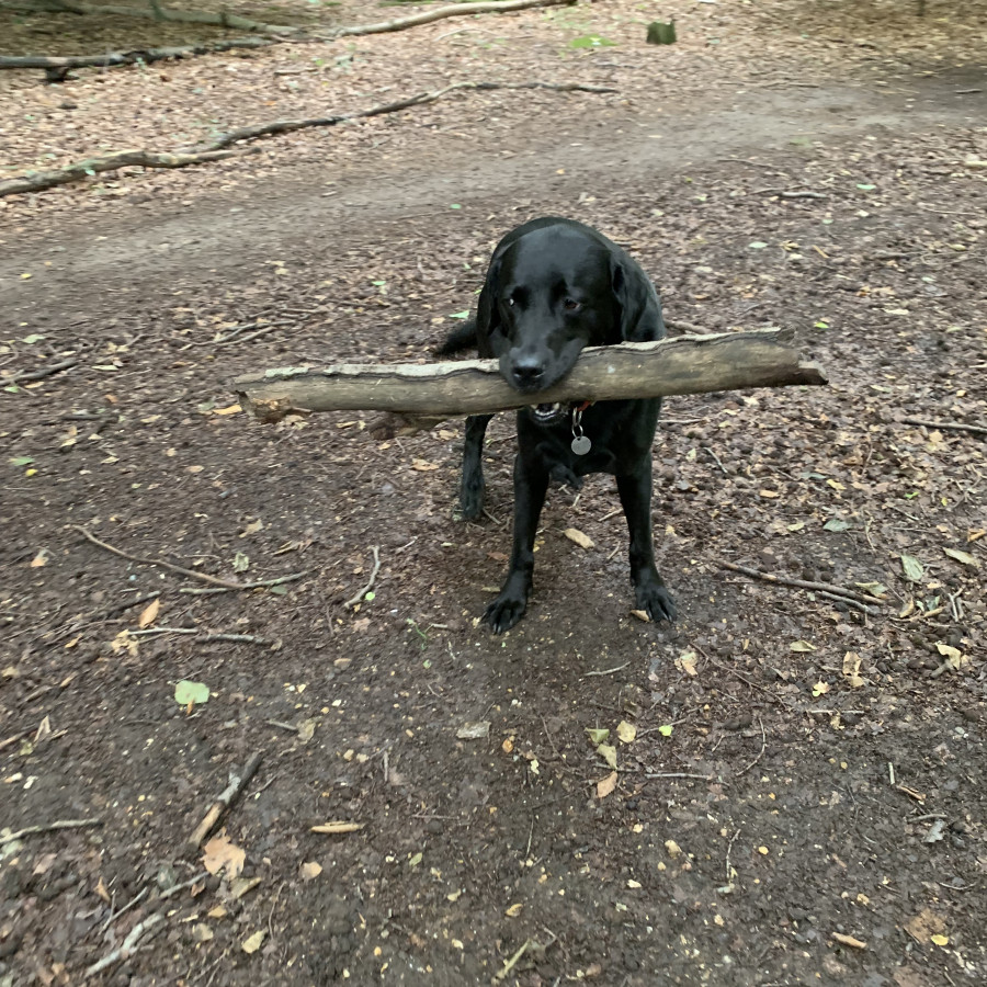 Ronnie enjoying the stick