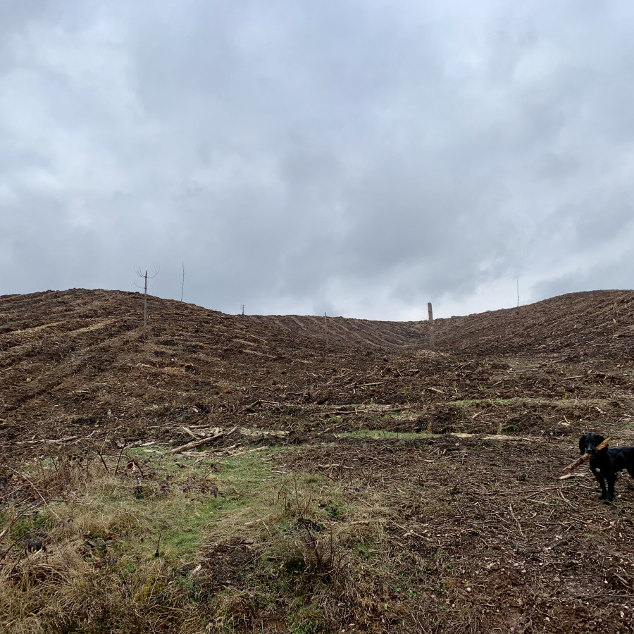 Cannock Chase