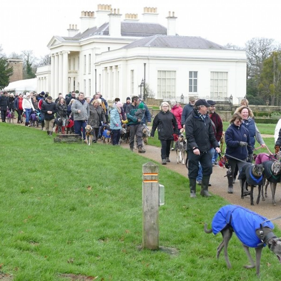 Greyhound walk!