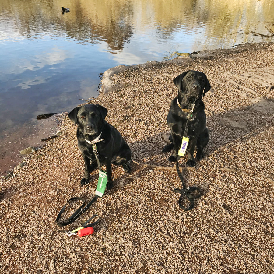 Dogs sitting in the lake