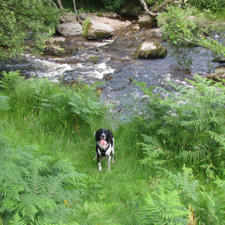 Badgworthy Water, Malmsmead, Exmoor