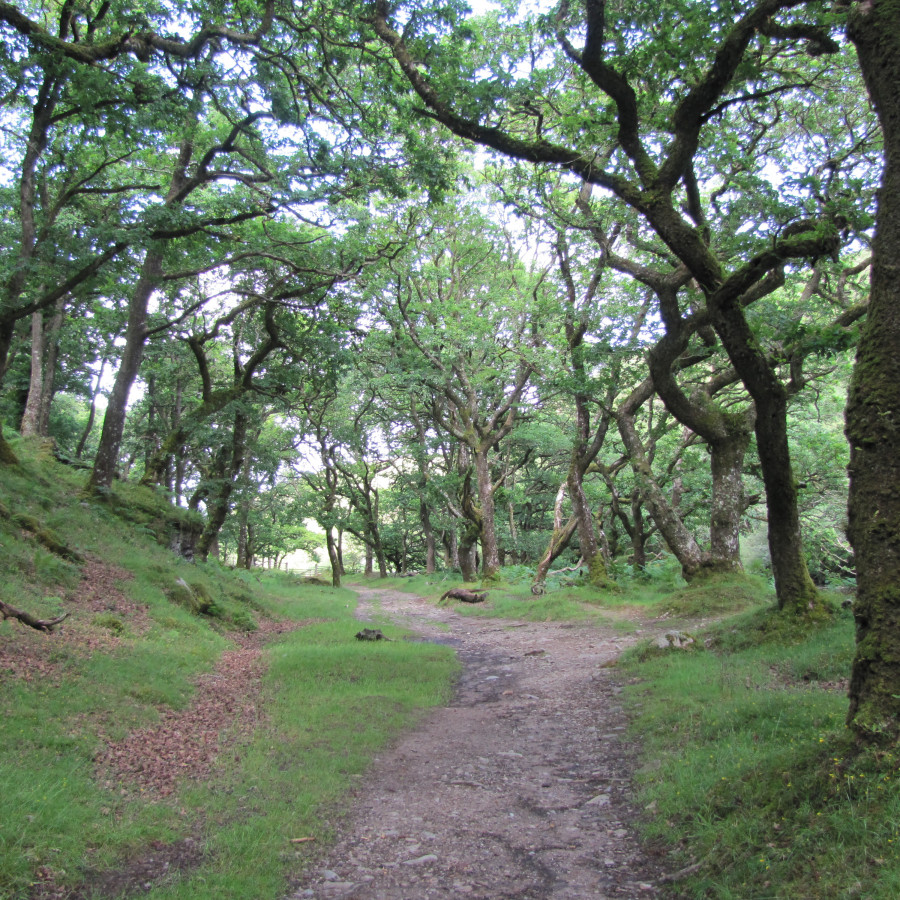 Badgwothy Wood