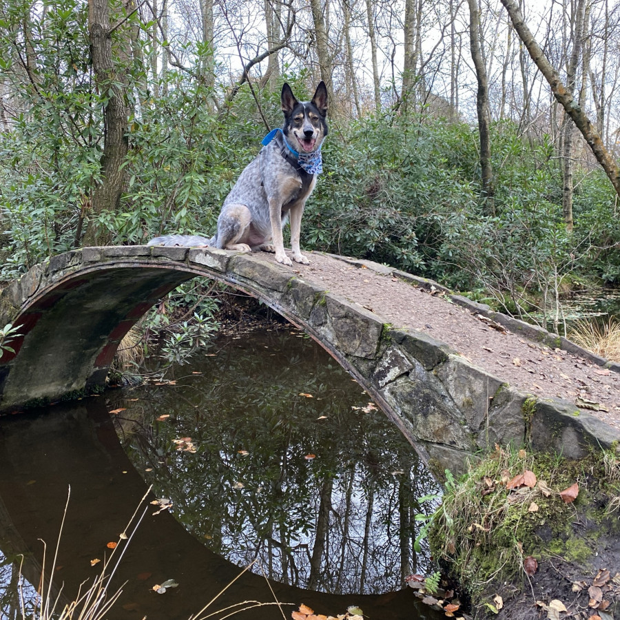 Sandgate Park ‘Fairy Bridge’ Circular Walk