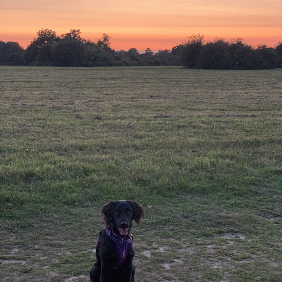 The Sportsman - Banstead Heath