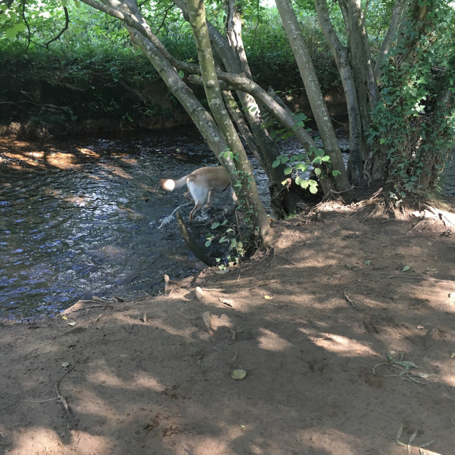 Water for dogs to play