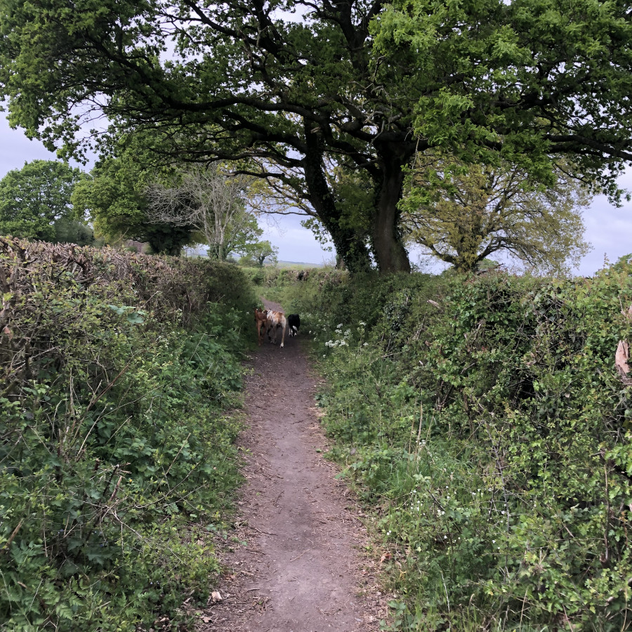 Henfield & The River Adur