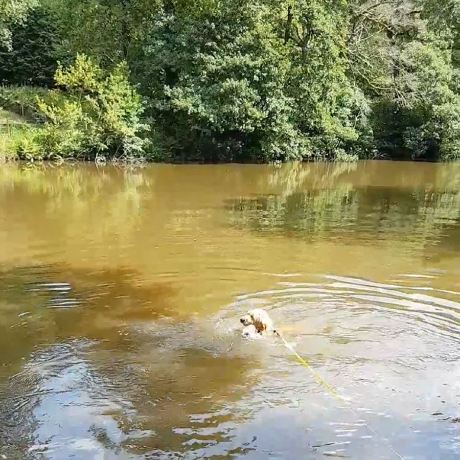 Bernard swimming!