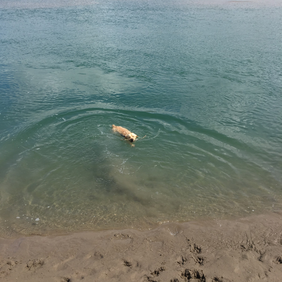 Idris having a swim