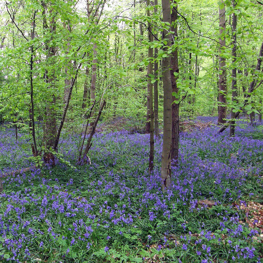 Stoke Wood, Bicester