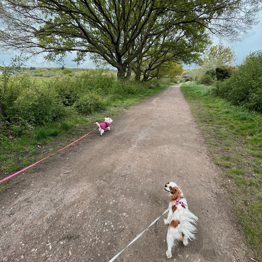 Ashtead Common