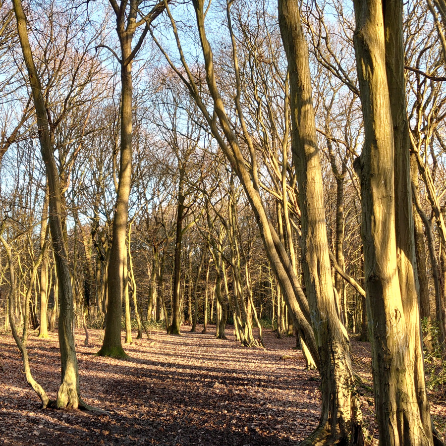 Kiln Wood