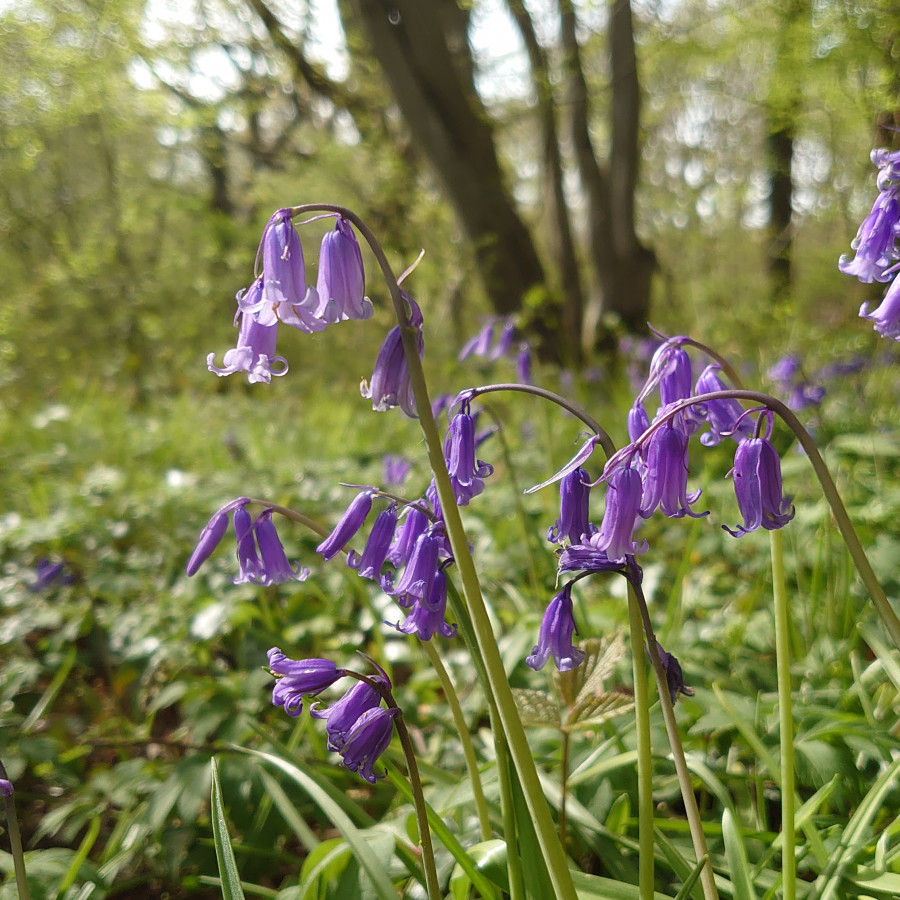 Kiln Wood circular