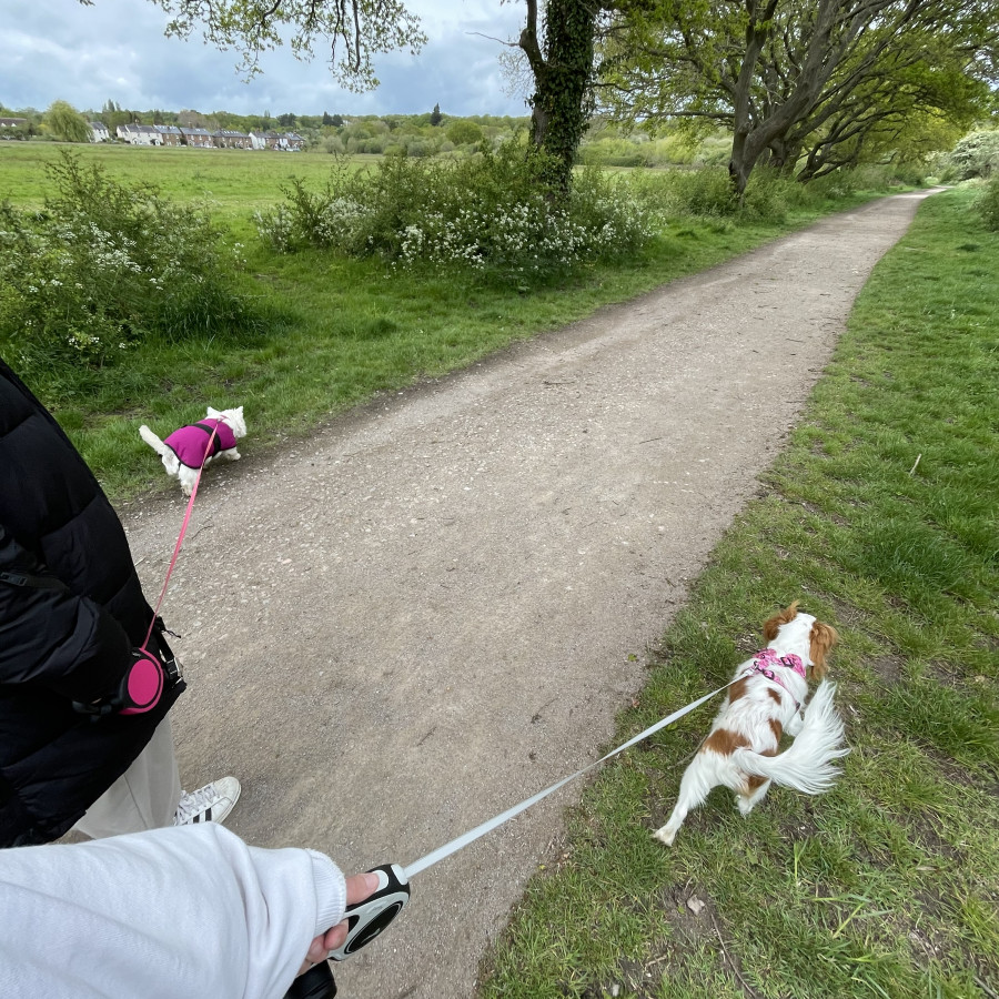 Ashtead Common