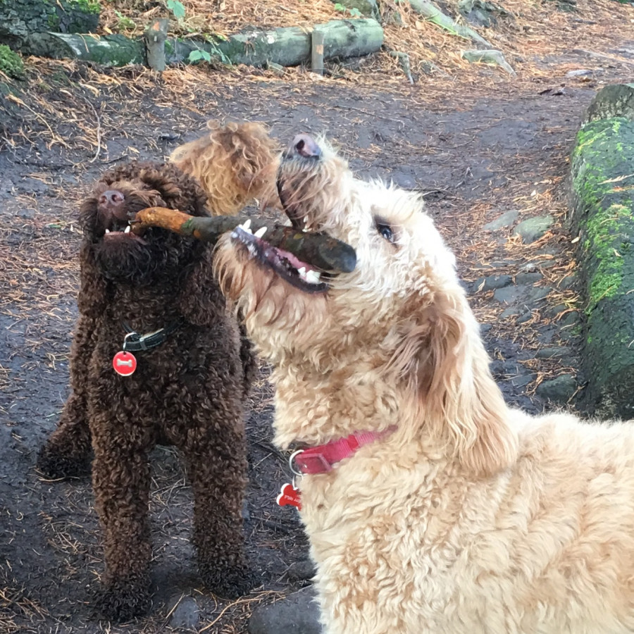 Plenty of sticks for a game of tug of war