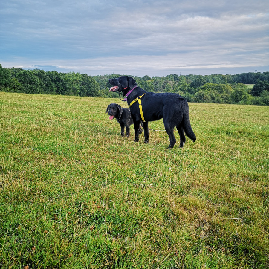 Millennium Green