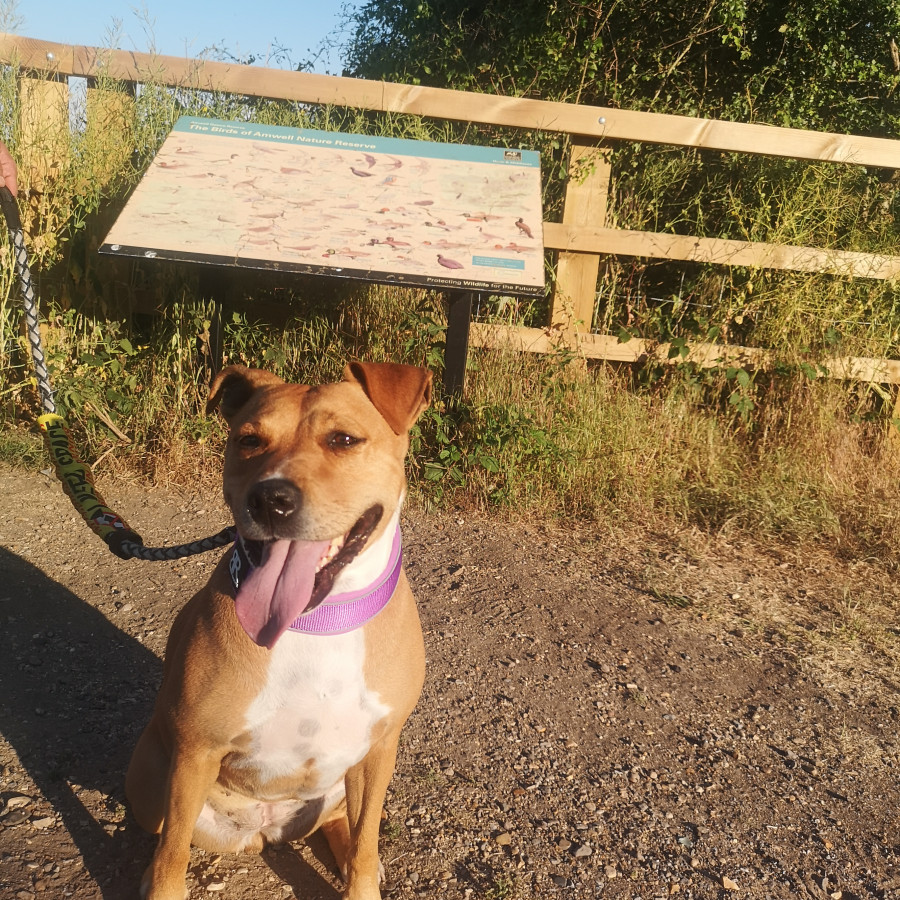 Amwell Herts and Middlesex Wildlife Trust Nature Reserve