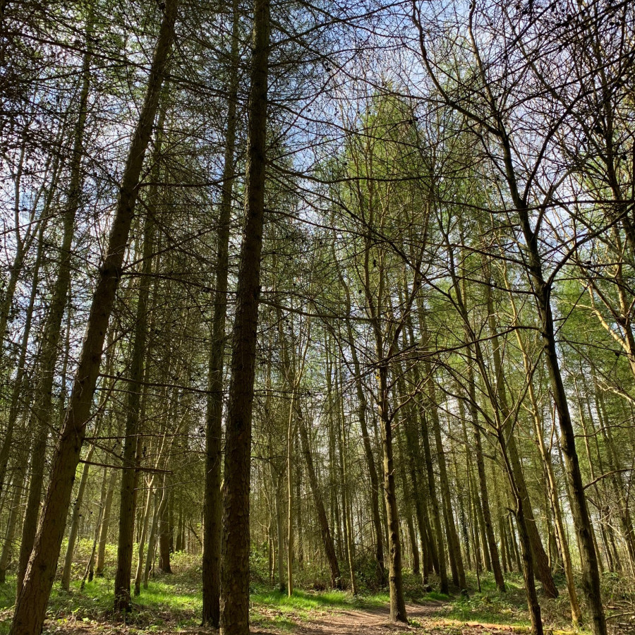 Oakthorpe Colliery and picnic site