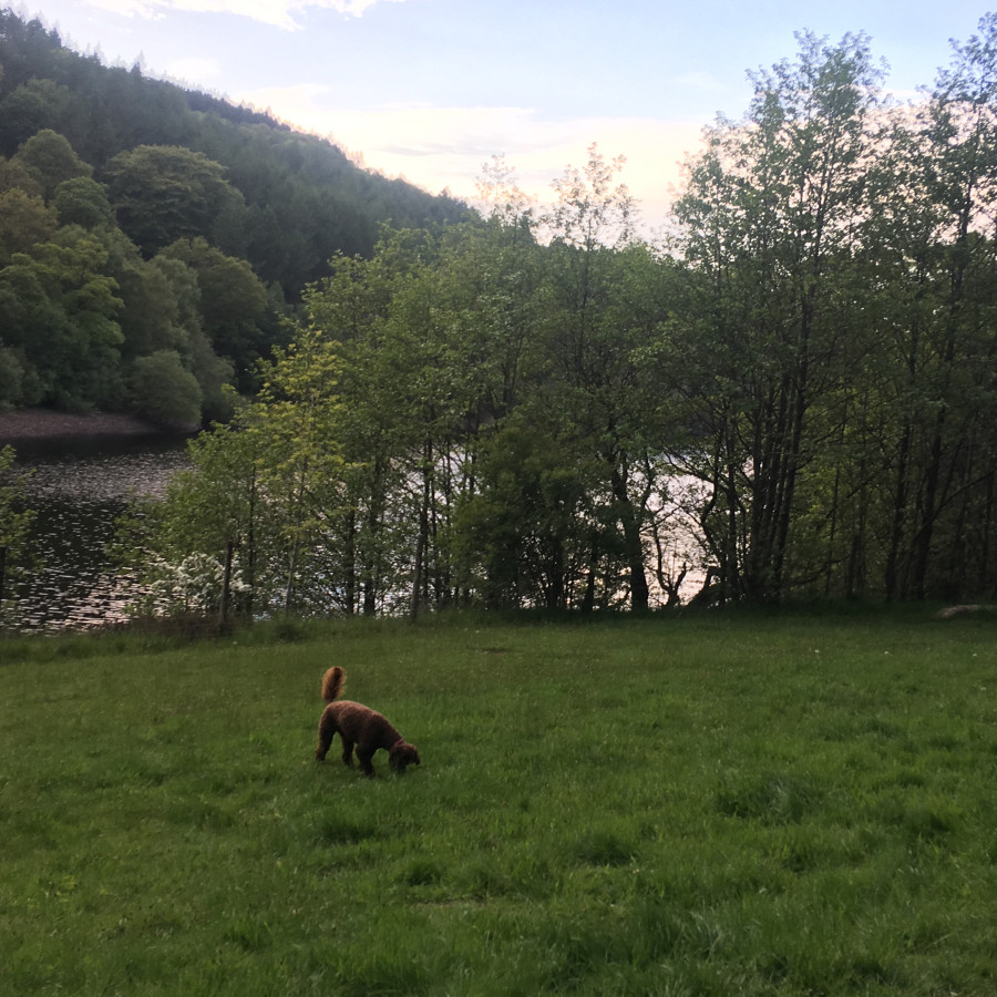 Henry exploring at the reservoir