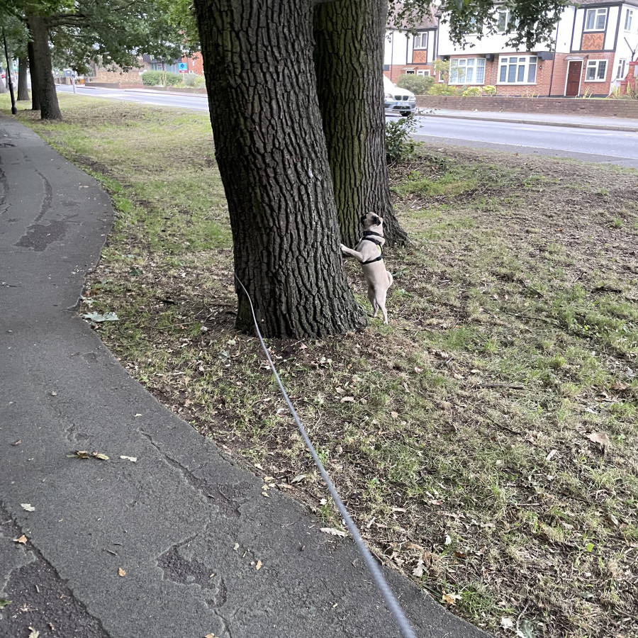 Squirrels are too fast for little pug