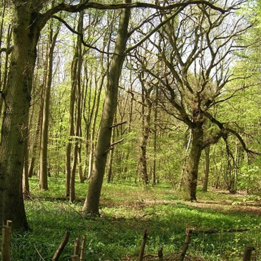 Stoke Wood, Bicester