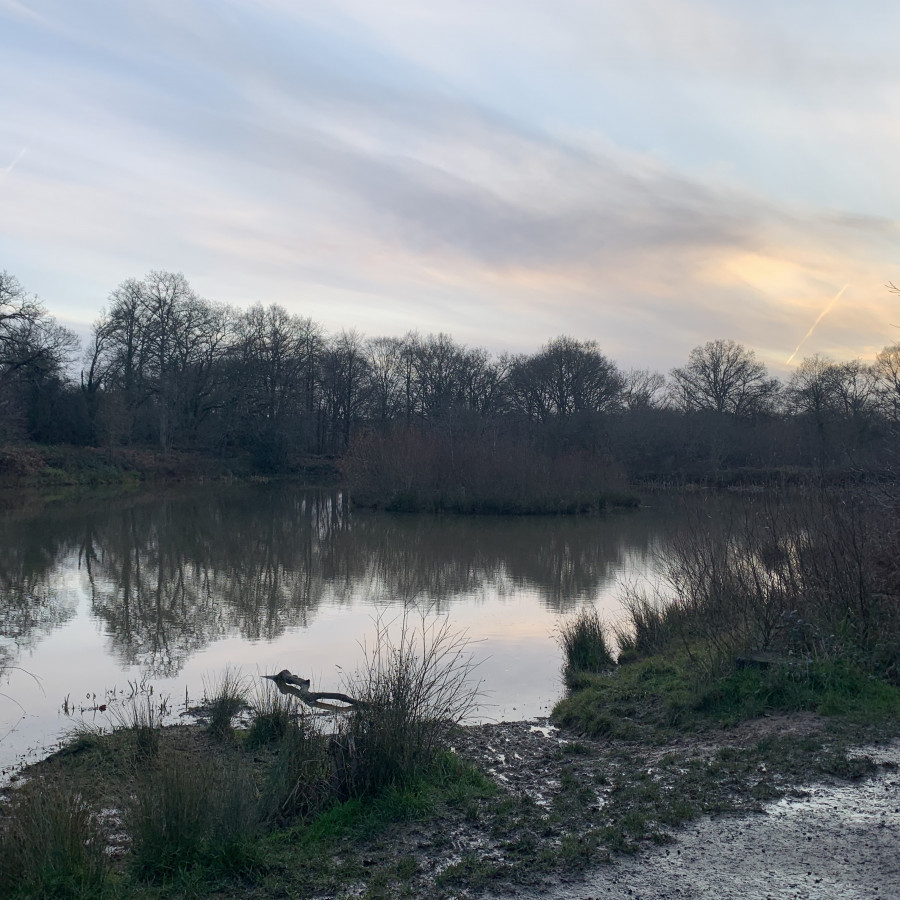 Isle of Wight Pond, Bookham Commons