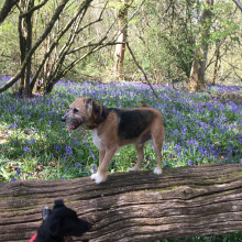 Woodland delights