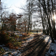 In the woods after a light dusting of snow