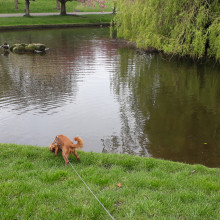 Natural watercourse near bandstand