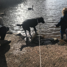 Dog paddling in the lake