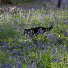 Ashridge Estate