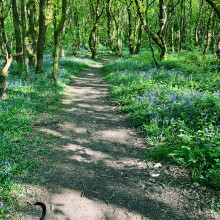 Bluebell wood