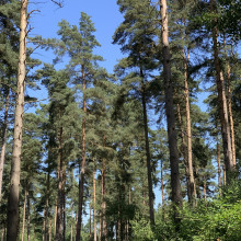 Cannock Chase