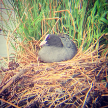 Nesting Coot