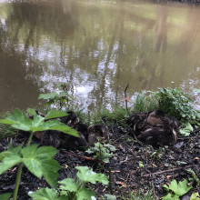 Ducklings in spring!