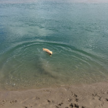 Idris having a swim