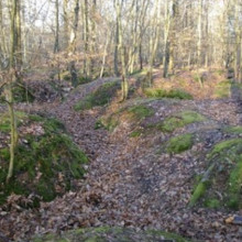 Marlow Common & Pullingshill Wood