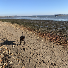 Lake Pier/Ham Common