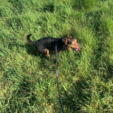 Lola enjoying the long grass