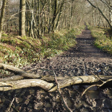 Kiln Wood circular