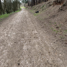 Cannock Chase