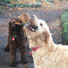 Plenty of sticks for a game of tug of war