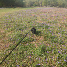 Bluebells Ditchling Common