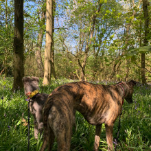 Oakthorpe Colliery and picnic site